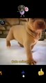 Cute Baby Puppy Videos _ Amazing Little Dog _ Cute Animals Yt #shorts #animals #video #shortsvideo
