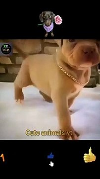 Cute Baby Puppy Videos _ Amazing Little Dog _ Cute Animals Yt #shorts #animals #video #shortsvideo