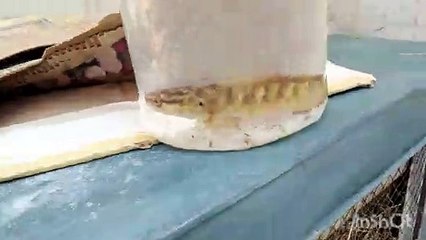 Must watch entertain fish deep in waterr