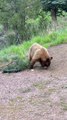 Acrobatic Bear Goes For Bird Feeder