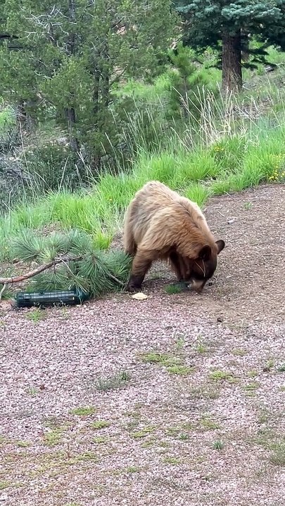 Acrobatic Bear Goes For Bird Feeder
