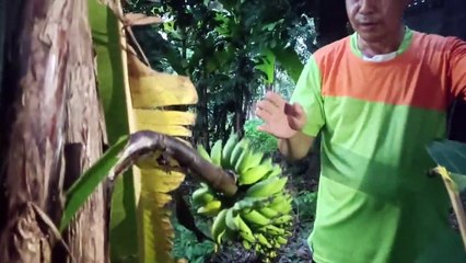 ฮือฮาวันหวยออก! กล้วยออกลูกกลางลำต้น คอหวยแห่ส่อง เลขเด็ด 1/9/65 เสี่ยงโชค