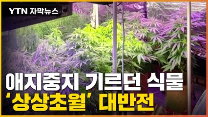 [자막뉴스] '와 이게 있다고'...집에 있던 화분 '상상초월' 대반전 / YTN