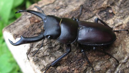 夏休みにオオクワガタを採集する方法！面白い雑学