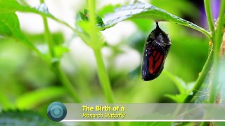 Birth of a Monarch Butterfly (No talking)