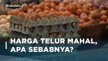 Apa Penyebab Harga Telur Kian Mahal? | Katadata Indonesia