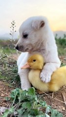 Cute puppy Playing with Duck kid