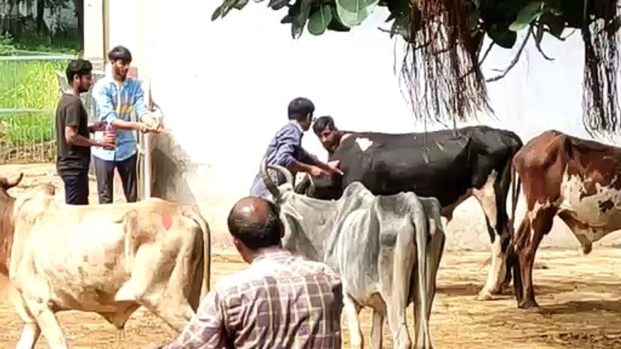 पशुधन सहायकों की हड़ताल, लंपी संक्रमण की बढ़ी चिंता