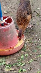 Amaging Animal funny video ‍♀️