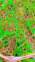 Beautyful Nature with dog