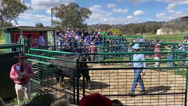 Millah Murrah $160,000 bull | 01/09/22 | The Land