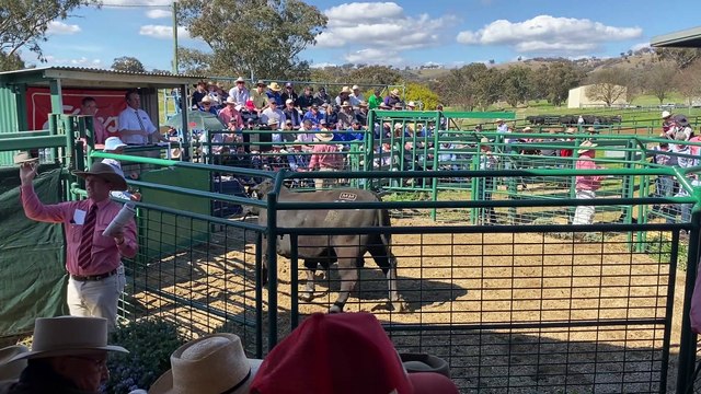 Millah Murrah yearling | 01/09/22 | The Land