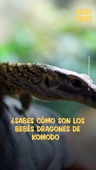 Dragón de Komodo: así se ven los bebés del lagarto más grande del mundo