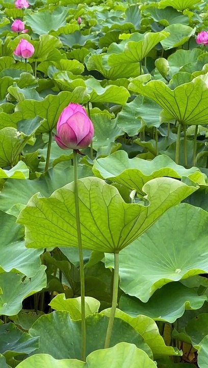 Hoa sen đẹp