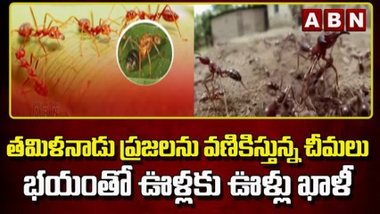 తమిళనాడు ప్రజలను వణికిస్తున్న చీమలు.. భయంతో  ఊళ్లకు ఊళ్లు ఖాళీ || Yellow Crazy Ants || ABN Telugu