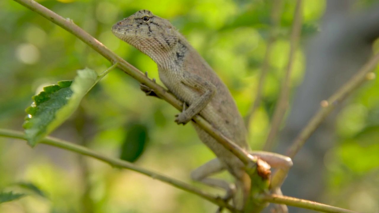 Chameleon | chameleon in jungle |chameleon in forest