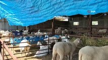 Sokak köpekleri çiftlikteki koyunlara saldırdı