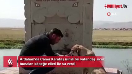 Sıcaktan bunalan köpeğe elleri ile su verdi