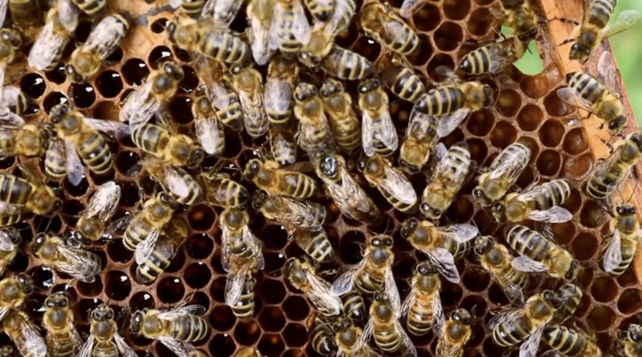 Mann 20.000 Mal von Killerbienen gestochen