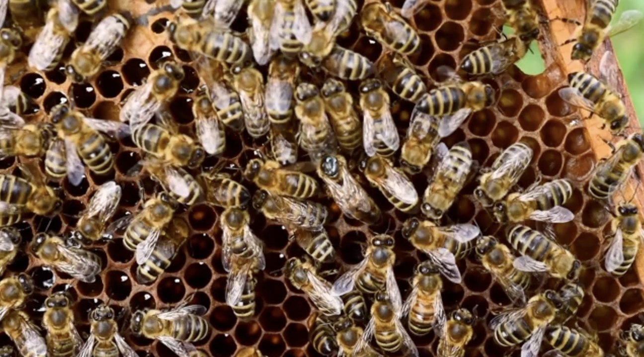 Mann 20.000 mal von killerbienen gestochen