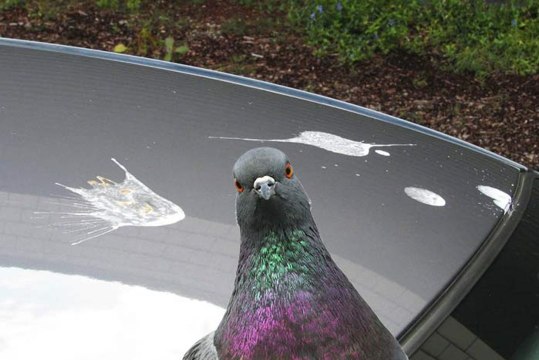Arnaque à la fiente d'oiseaux, la nouvelle ruse des pickpockets