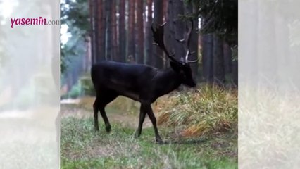 Nadir görülen siyah alageyik türü izleyenleri büyüledi.