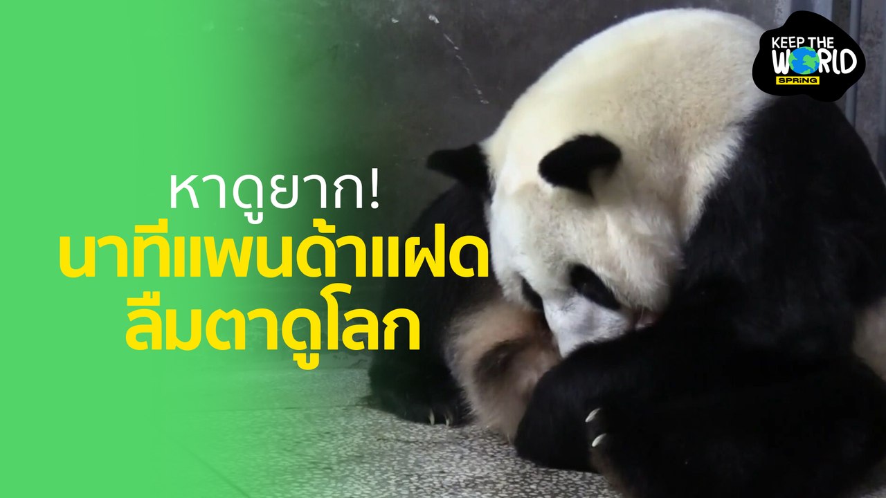 ภาพหาดูยากนาทีที่ลูกแพนด้าแฝดลืมตาดูโลก l KEEP THE WORLD