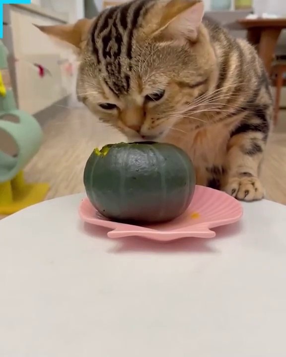 CAT Eating whole things
