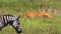 Too-Brave-Powerful-Mother-Zebra-Come-To-_7