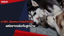 (คลิป) น่ารัก น้องหมาเกรงใจเมีย อยากเล่นกับลูกถึงขั้นวานพ่อไปหยิบมาให้