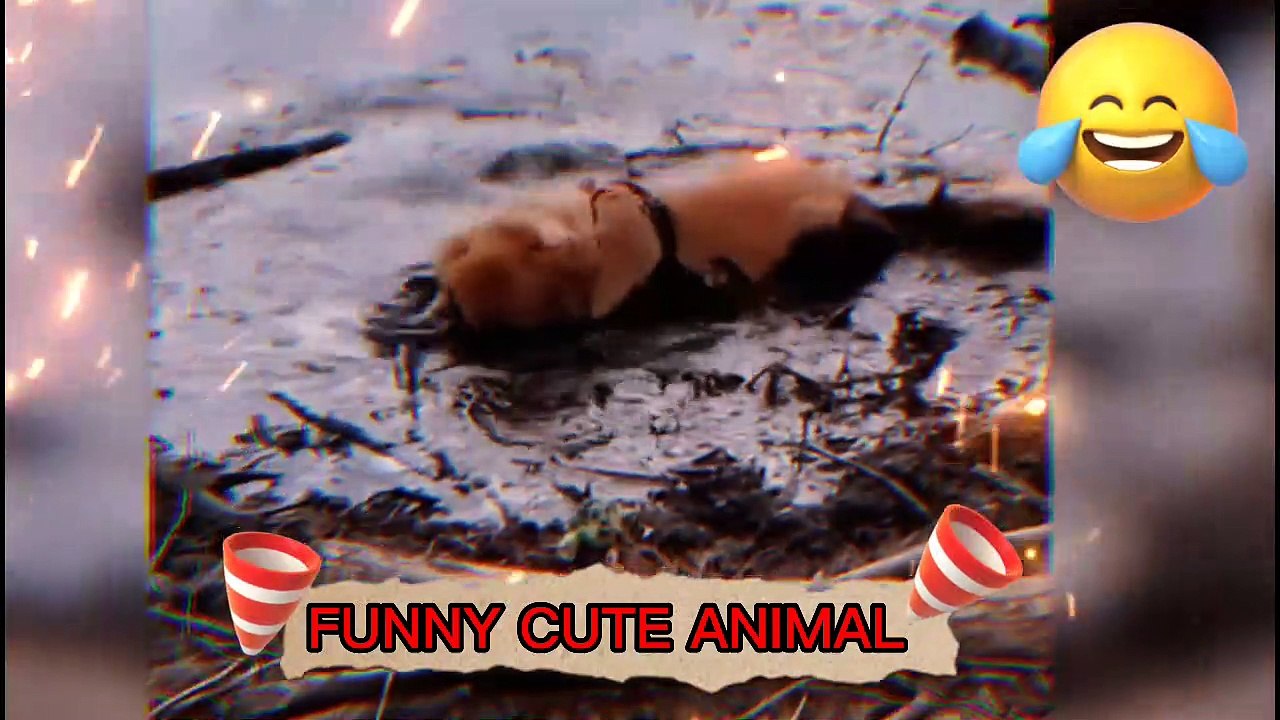 funny video | funny animals