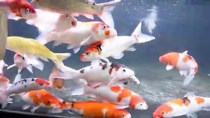 Cost of living crisis - Pier Aquatics