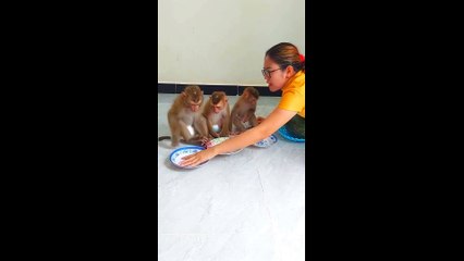 Monkey dinner time ️️️