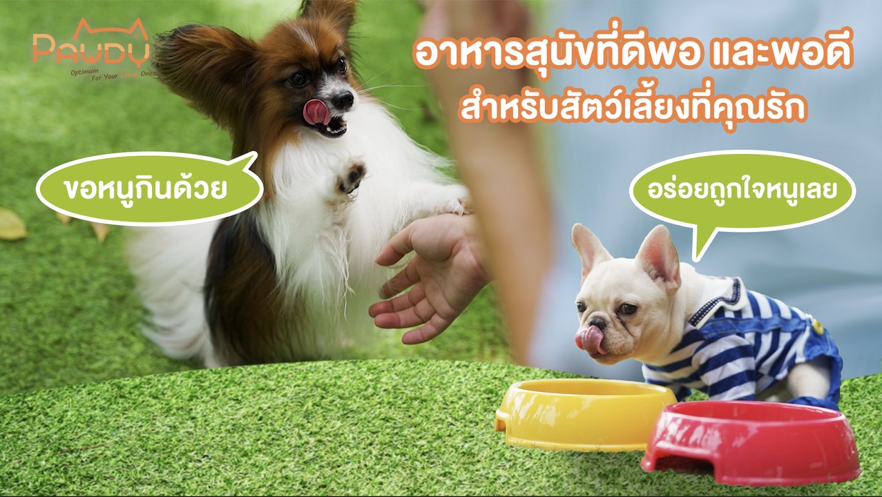 อาหารสุนัขเลือกอย่างไรให้พอดี และ ดีพอ กับสุนัขของคุณ