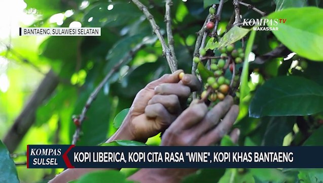 Kopi Liberica, Kopi Cita Rasa Wine, Kopi Khas Bantaeng