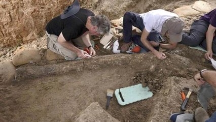 500 bin yıllık dev fildişi keşfedildi