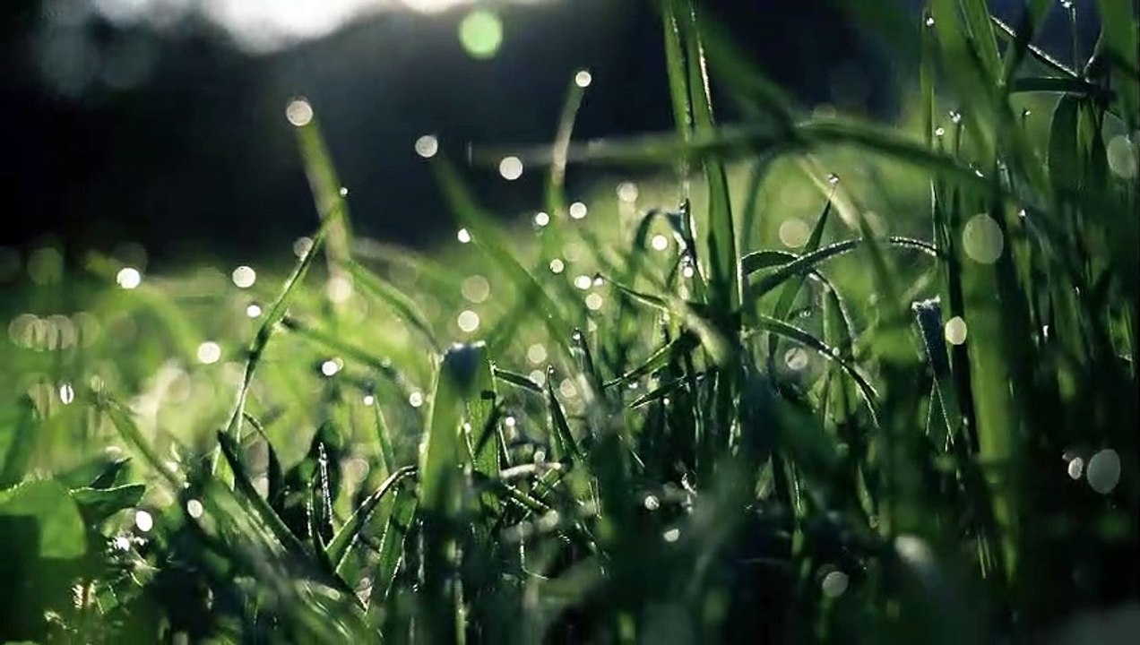 Morning Relaxing Music - Positive Feelings and Energy| Smoothing Music