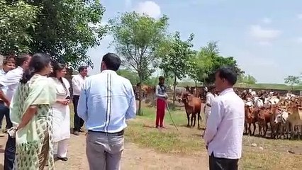 नहीं मिल रहा गायों को उपचार