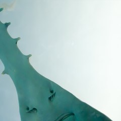 Comment les dents sont-elles apparues ? Les restes fossilisés d'un poisson-scie du Crétacé nous en apprennent plus - carré