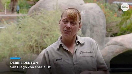 San Diego Zoo gives penguin orthopedic shoes for foot condition