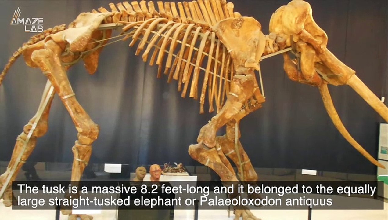 Paleontologists Find Fossilized Tusk From Giant...