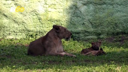 Come See These New Lion Cubs On the Block!