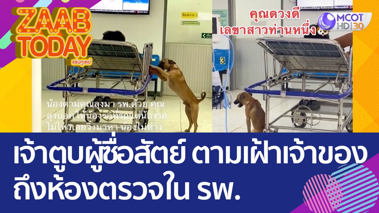 เอ็นดู! เจ้าตูบแสนรู้ผู้ซื่อสัตย์ ตามเฝ้าเจ้าของถึง 'ในห้องตรวจ' ขณะรักษาตัว รพ.(1 ก.ย. 65) แซ่บทูเดย์