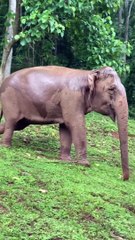 Elephant breaks tree in the forest,