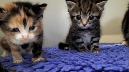 Rescue’s disbelief as a gutless man hid from them, dumped his flea-ridden cats and ran away