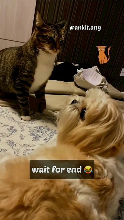 Funny cat  video entertainment