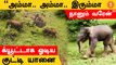 Elephant Video | தாயைத் தேடி தவித்த குட்டி யானை - சேர்த்துவைத்த வனத்துறை