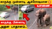 Elephant Video | யானை துரத்தியதால் பள்ளத்தில் விழப்போன கார்