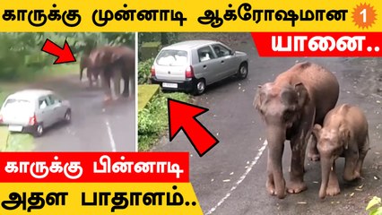 Elephant Video | யானை துரத்தியதால் பள்ளத்தில் விழப்போன கார்