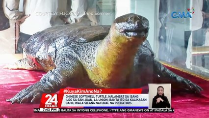 #KuyaKimAnoNa?: Chinese softshell turtle, nalambat sa isang ilog sa San Juan, La Union; banta ito sa kalikasan dahil wala silang natural na predators | 24 Oras